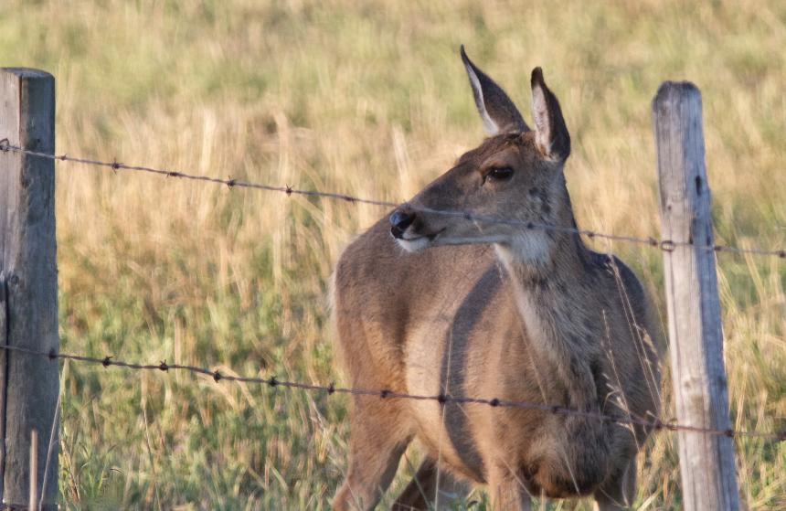 A mule deer contemplates crossing under a wire fence by Christine Bogdanowicz.