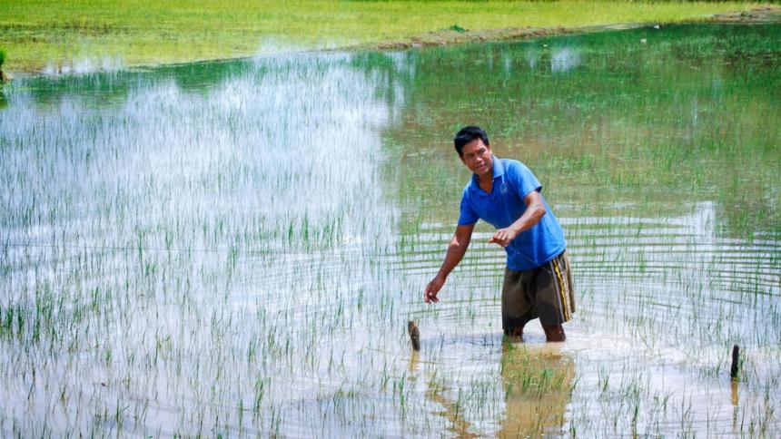 A fisherman checks his gear in a Cambodian rice field fishery by Kathryn Fiorella