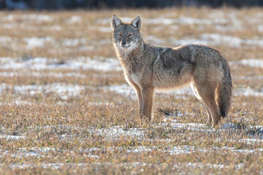 An Eastern Coyote seen in a field with a little bit of snow and brown vegetation.
