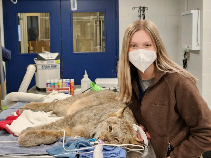 Erin Guntrum with Canada lynx receiving anesthetized physical exam and survey radiographs.