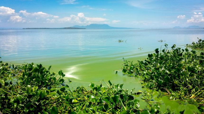 The bright green algal blooms are prominent along the shore of Lake Victoria’s Kisumu Bay in Kenya by Amber Roegner.