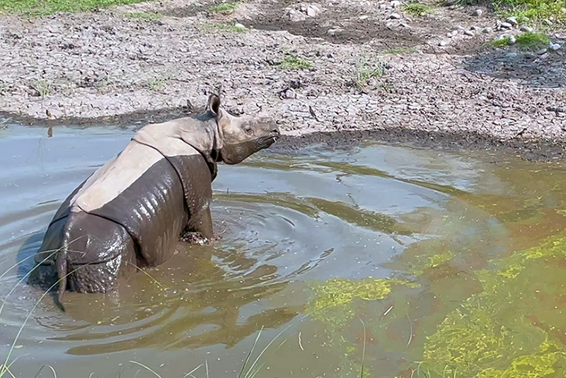 A rhino shown wading in shallow water.