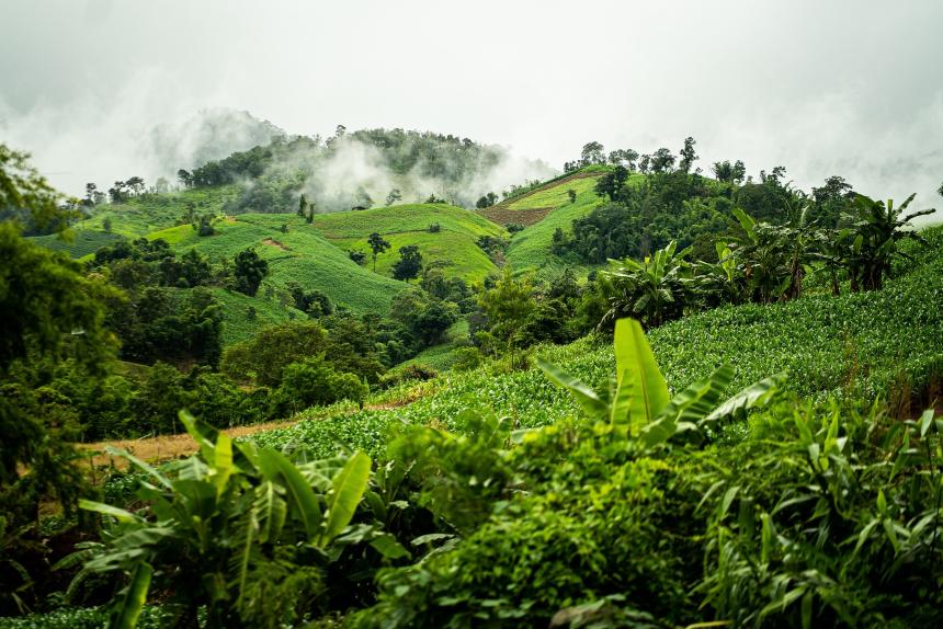 A landscape of a tropical forest and hills.