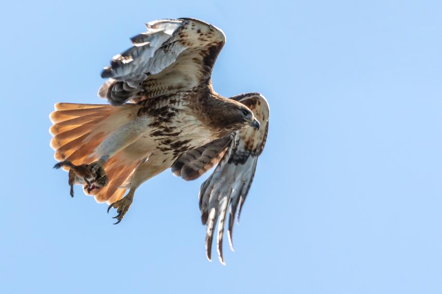 A Red-tailed Hawk with a rodent in its talons by Christine Bogdanowicz.