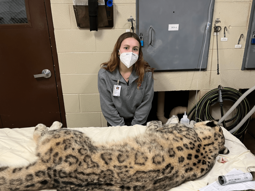 Natalie Smith with a sedated Snow Leopard.