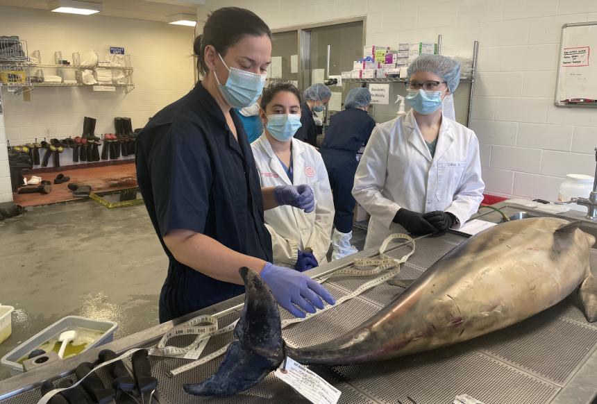 Dr. Bloodgood preparing a short-beaked common dolphin for necropsy for the Special Species Symposium at Cornell. Dolphin carcass recovered by the Marine Mammal Stranding Center under a stranding agreement with NOAA NMFS.