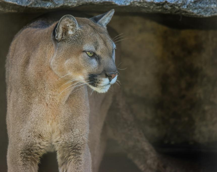 A close-up portrait of a mountain lion.