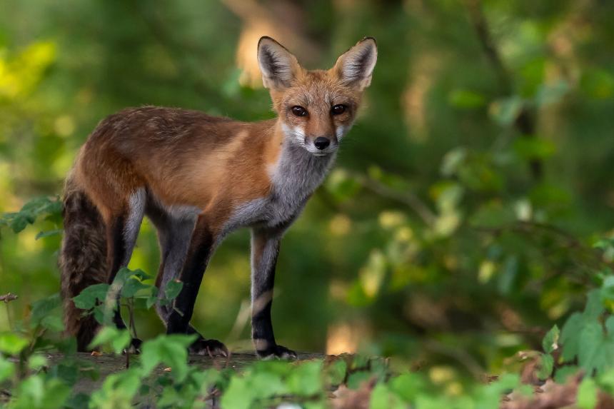 A red fox shown in a forest setting.