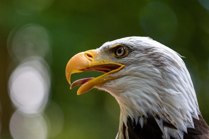 A close-up of a Bald Eagle.