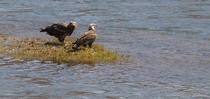 Two subadult Bald Eagles scavenging along the river's edge by Christine Bogdanowicz.