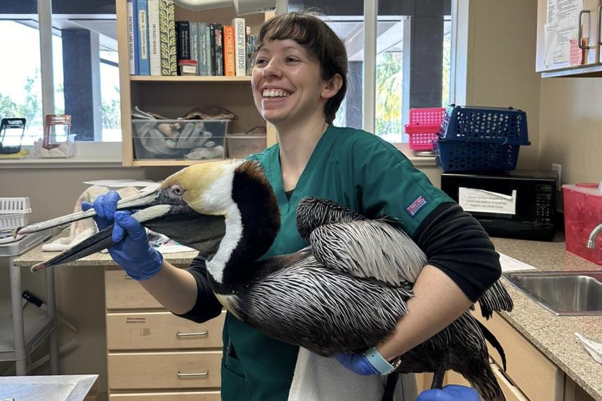 A brow pelican that was found entangled in a fishing line. Photo: Emma McGuckin