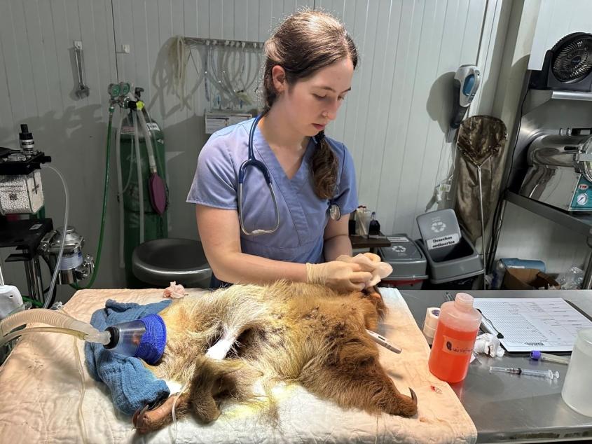 Elizabeth Poirier, Class of D.V.M. ‘26, cleaning the wounds of an anesthetized two-fingered sloth. Photo: Julianna Johnson