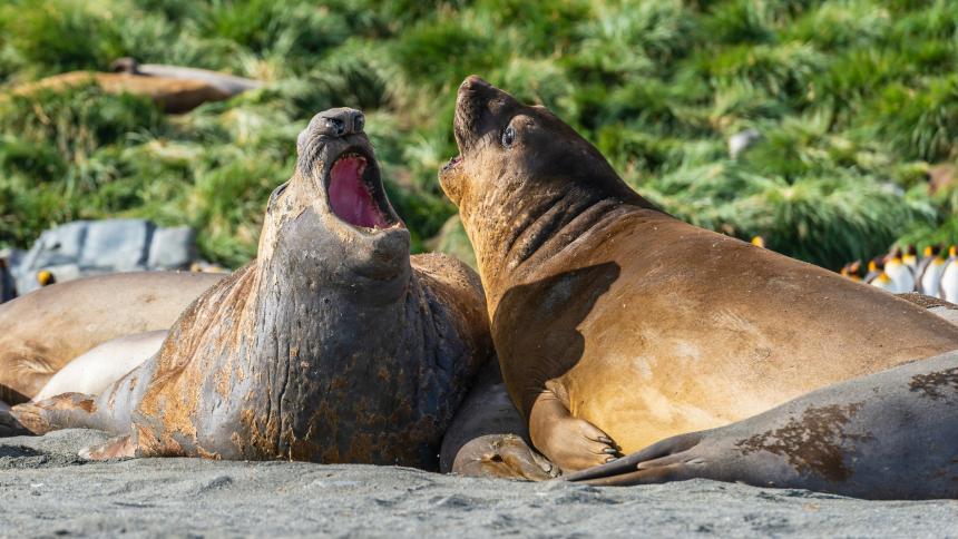 Two young elephant seals sparring on a beach.