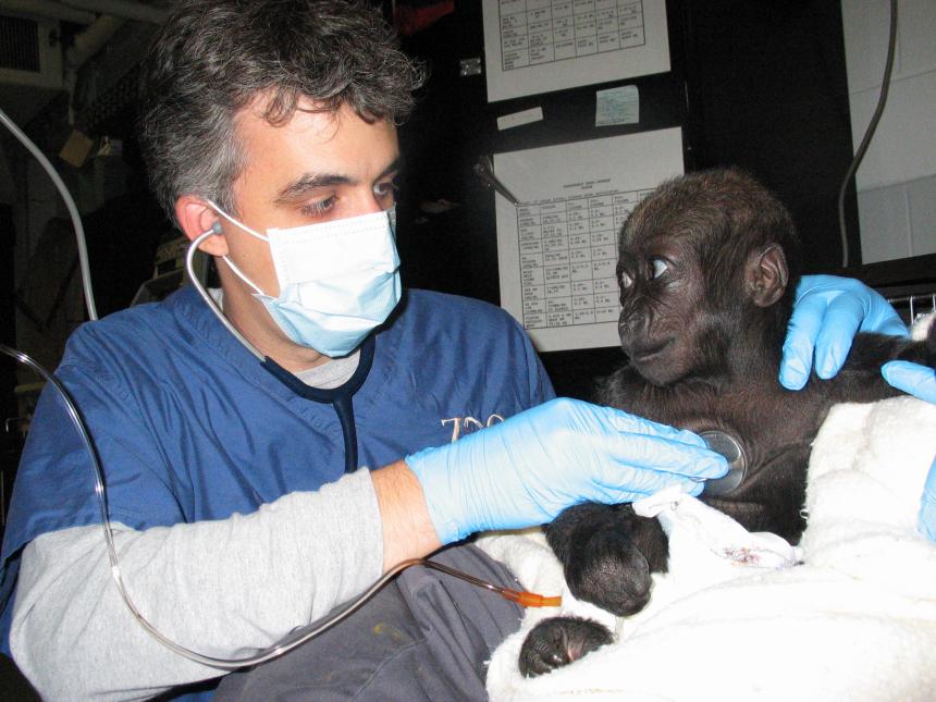 Dr. Baitchman with baby primate.