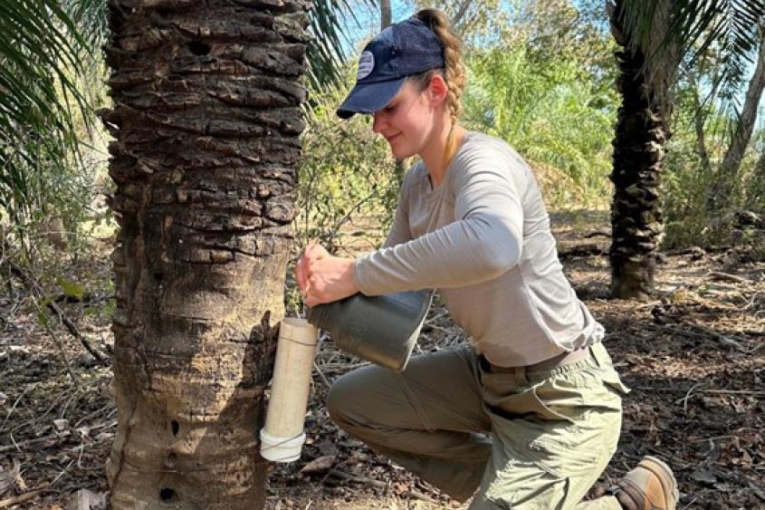 Kate Alexy, D.V.M. Class of 2026, filling a pipe with food on the Pantanal base of Instituto Tamanduá to provide nutritional supplementation for rehabilitated anteaters during the dry season. Photo: Jorge Gallo 