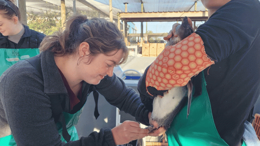 Anna Schultz, D.V.M. Class of 2026, collects a blood sample from an African penguin for routine weekly blood testing Photo: Dr. David Roberts