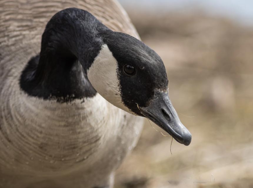 Canada Goose portrait by Christine Bogdanowicz.