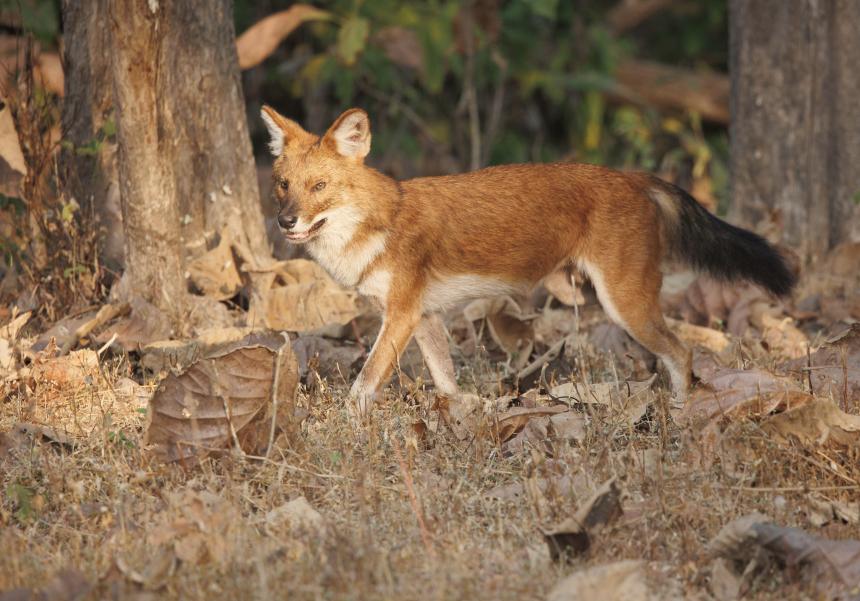 An Asiatic Wild Dog or Dhole by Angel Muela.