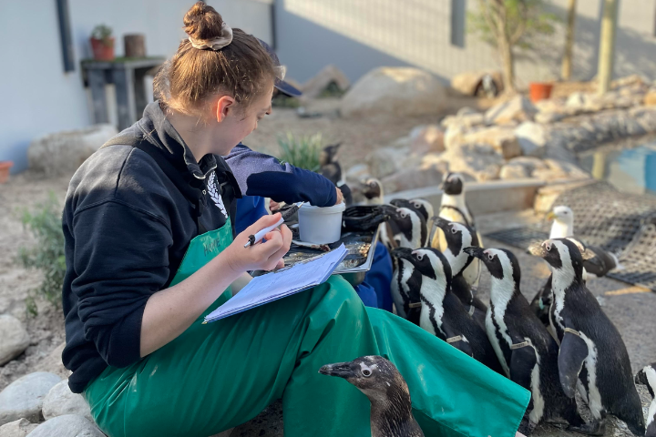 Student helping to track penguin feeding time