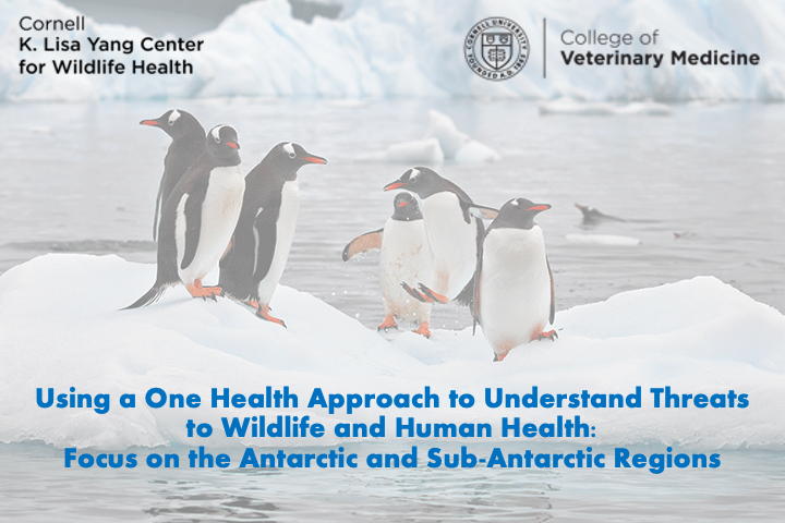 Talk title overlayed over penguins