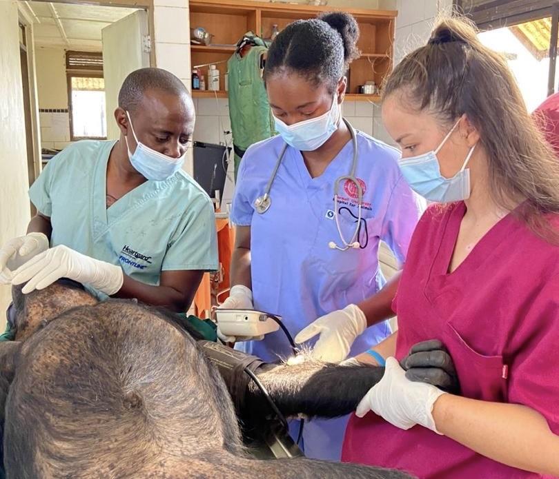 Taking a blood pressure reading from  a chimpanzee under anesthesia at Ngamba Island Chimpanzee Sanctuary.