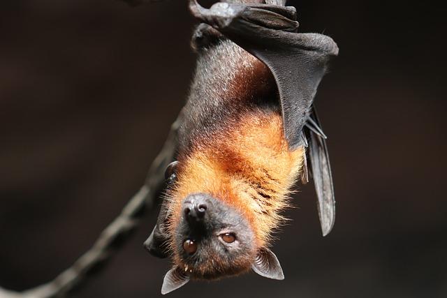 Bat hanging upside down