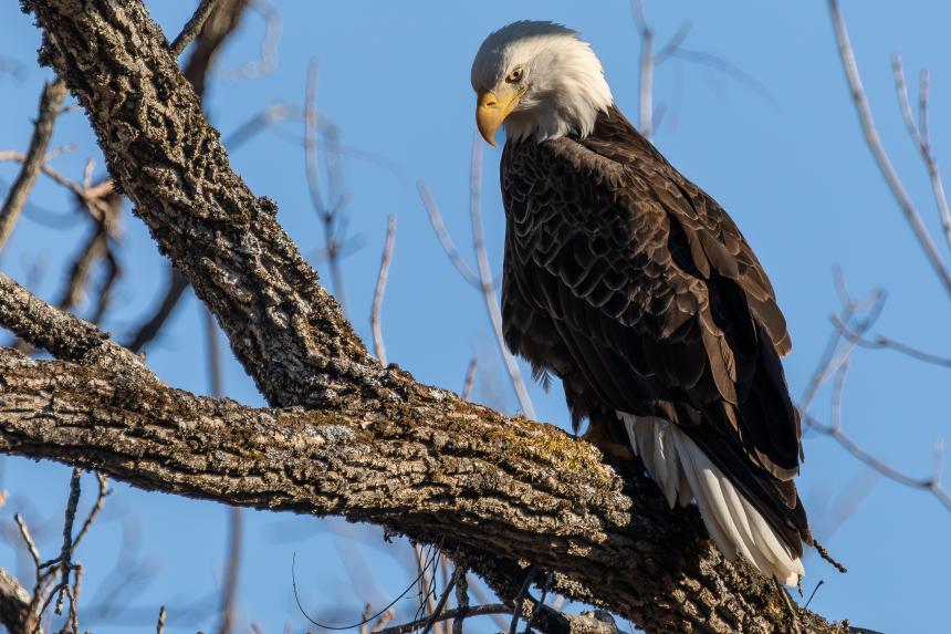 Bald Eagle perched in a tree by Christine Bogdanowicz.