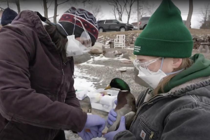 Bloodgood with mallard duck testing for for avian flu.