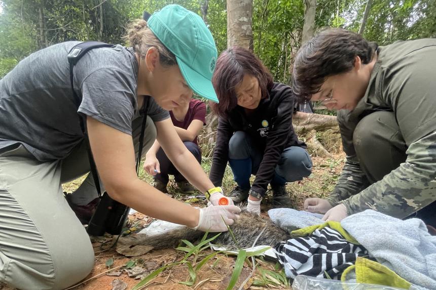 Kristina Ceres collecting samples from captured mongoose