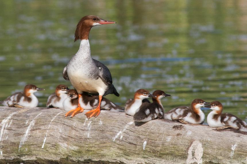 A female Common Merganser with chicks on a log by Christine Bogdanowicz.