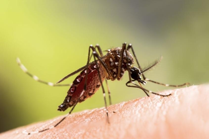 mosquito landed on human skin