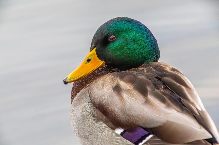 mallard duck