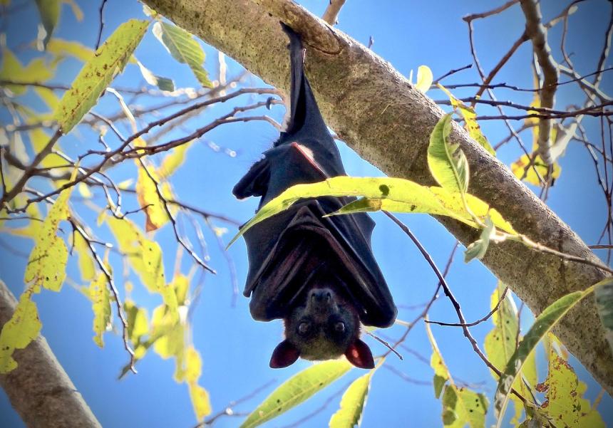 Bat handing upside down from tree branch