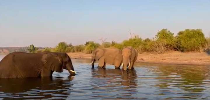 Two adult elephants standing in a watering hole