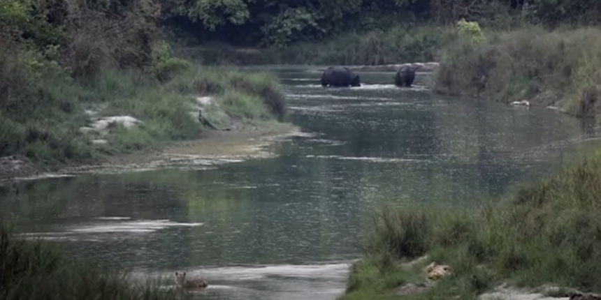 Two adult rhinos standing upstream in a small river, a pair of Bengal tigers also in the river, downstream.