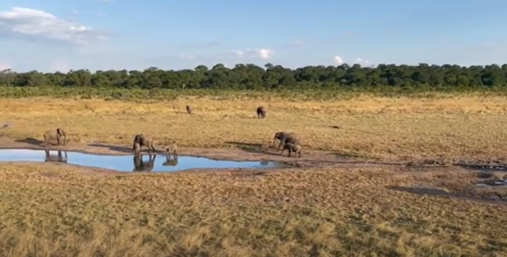 Several elephants drinking from a small water hole in the wild.