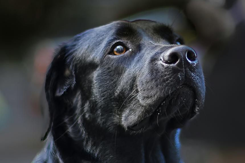 A dog sniffing