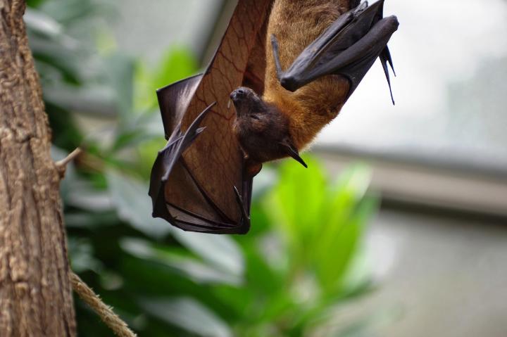 Bat hanging upside down