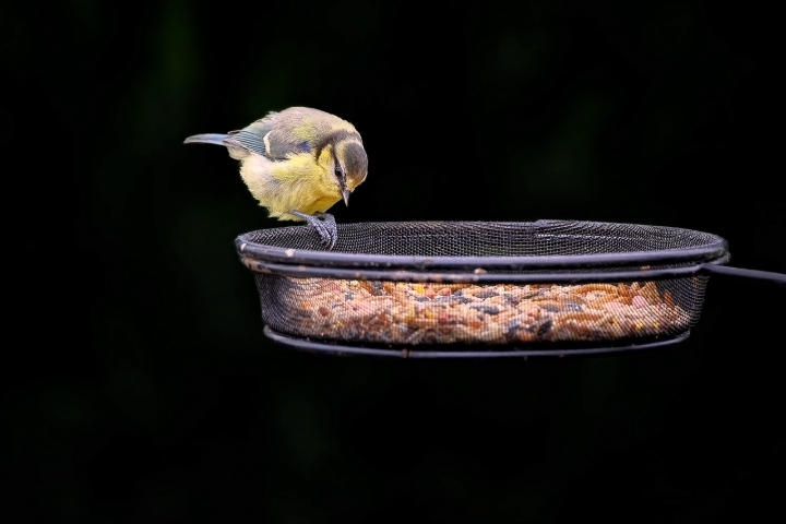 A yellow bird perched on a bird feeder.