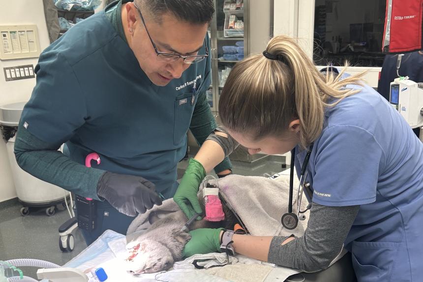 Working with head veterinarian Dr. Carlos Sanchez (left) to collect blood from a North American river otter anesthetized for a dental procedure. Photo: Tina Batek