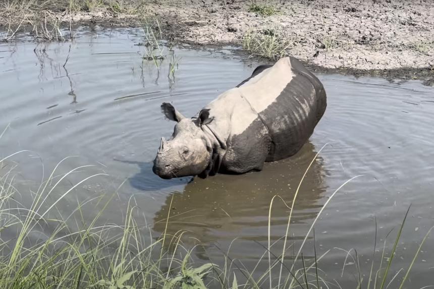 A greater one-horned rhino soaking in a muddy pool of water