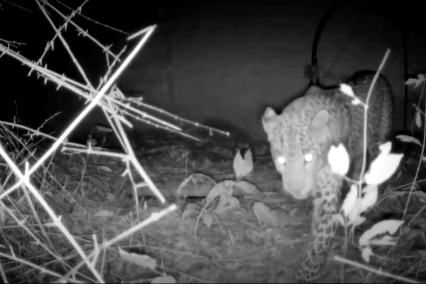 Camera trap footage at night of a leopard walking in the wild