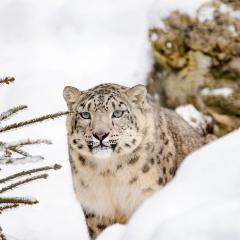 Snow leopard in the wild