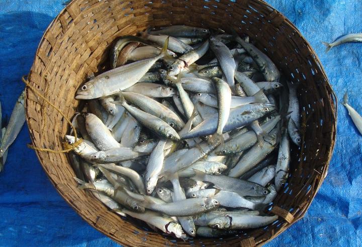 Several sardines in a basket after fishing