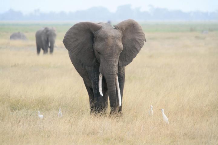 An elephant standing in a grassy field with another elephant in the background.