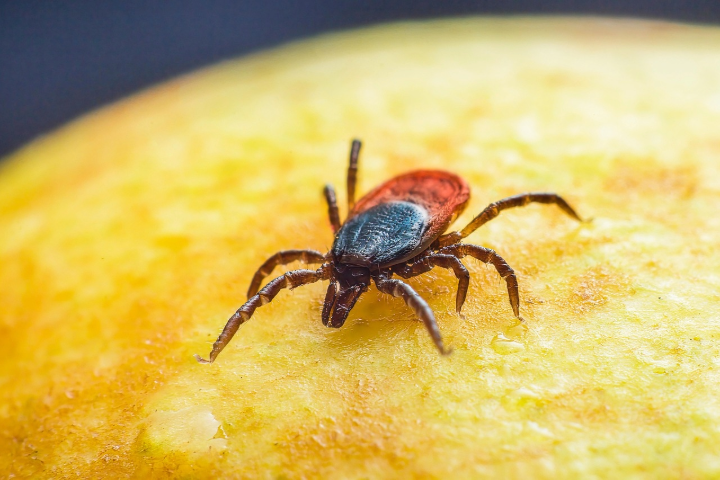 Close-up image of a black-legged tick, crawling on a yellowish surface.