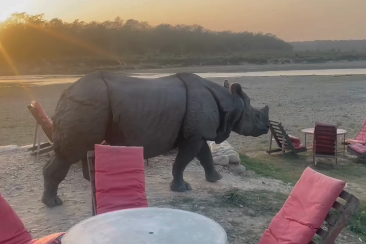 A greater one-horned rhino walks past an outdoor eating area with the sun setting in the background.