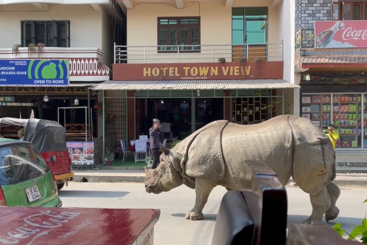 A greater one-horned rhino walking down a busy street with a person in the background taking a photo.