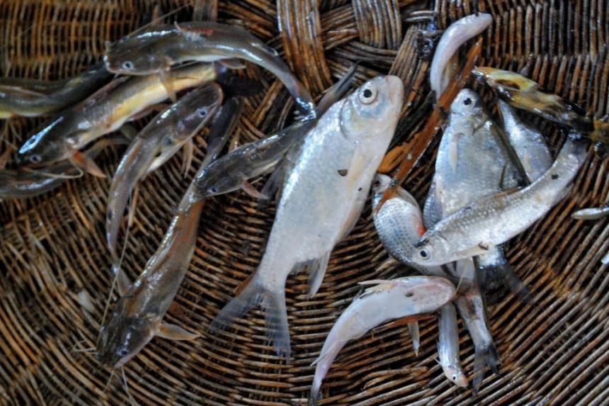 Small fish caught in inland Cambodia's highly biodiverse rice field fisheries