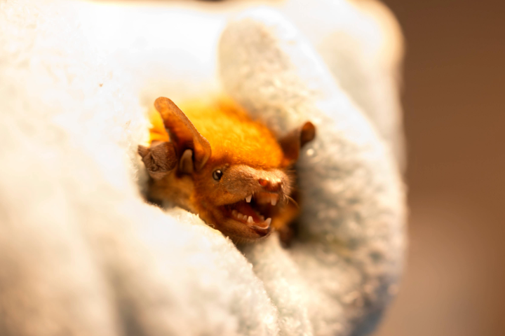 A bat being held by a gloved hand